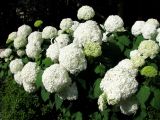 Hydrangea arborescens. Верхняя часть цветущего растения. Франция, Приморские Альпы, г. Сен-Жан-Кап-Ферра, вилла Эфрусси-де-Ротшильд, французский сад. 20.06.2012.