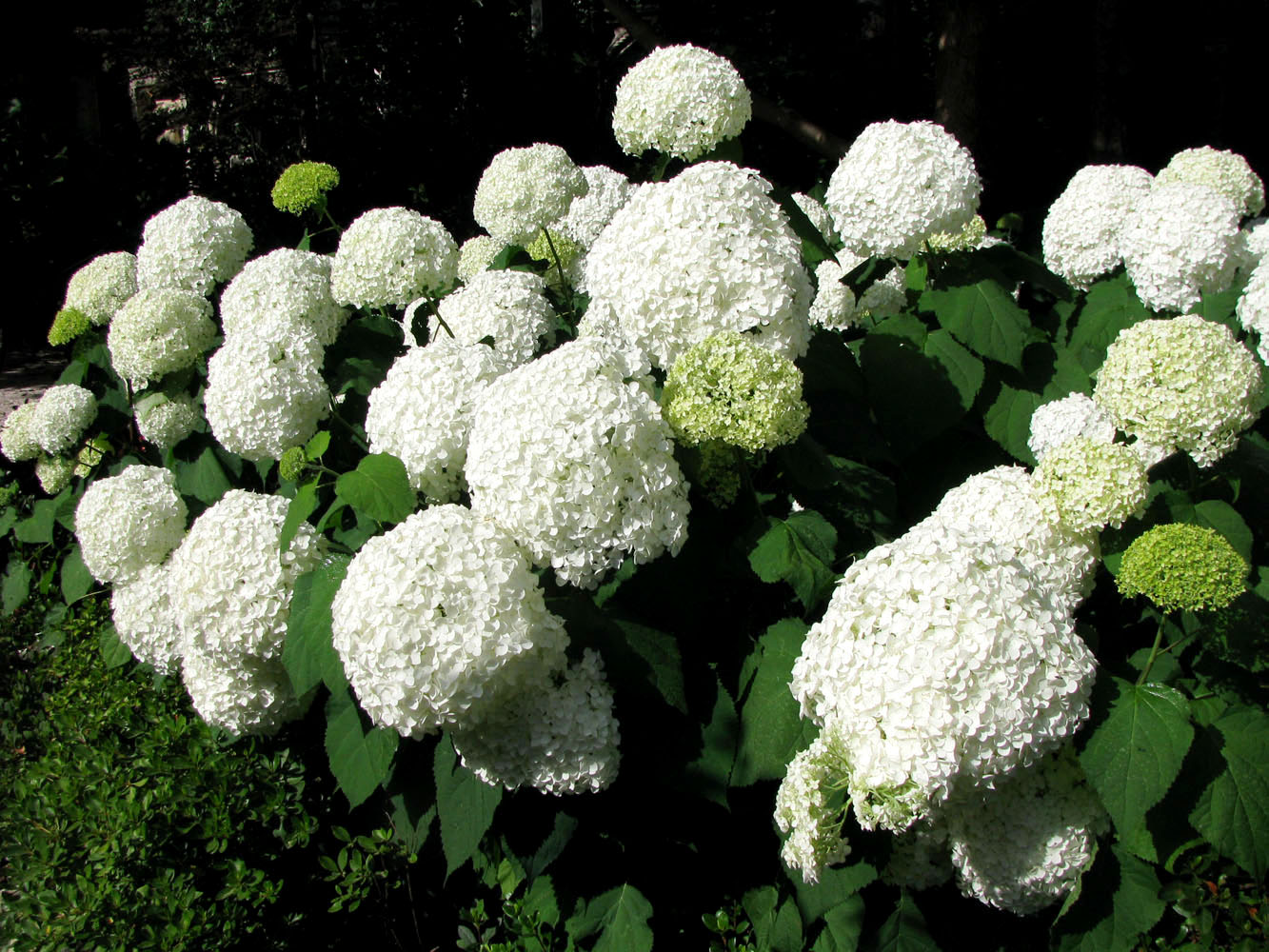 Изображение особи Hydrangea arborescens.