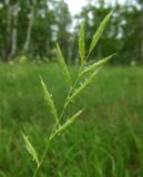 Brachypodium pinnatum