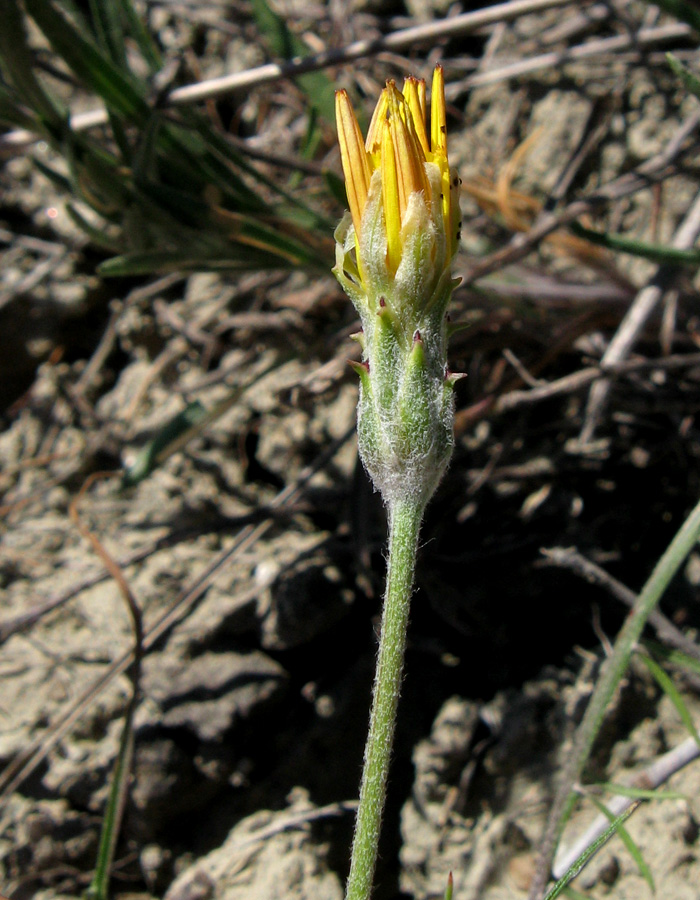 Image of Scorzonera cana specimen.