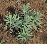 Fritillaria persica