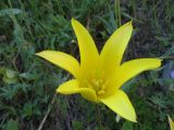 Tulipa corynestemon. Цветок с видимым диагностическим признаком - булавовидной вершиной тычиночного столбика (\"нити\"). Казахстан, Джунгарский Алатау, ущ. реки Коксу близ пос. Рудничный. 15 мая 2013 г.