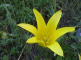 Tulipa corynestemon