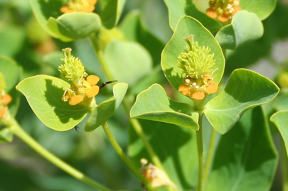 Изображение особи Euphorbia macrorhiza.