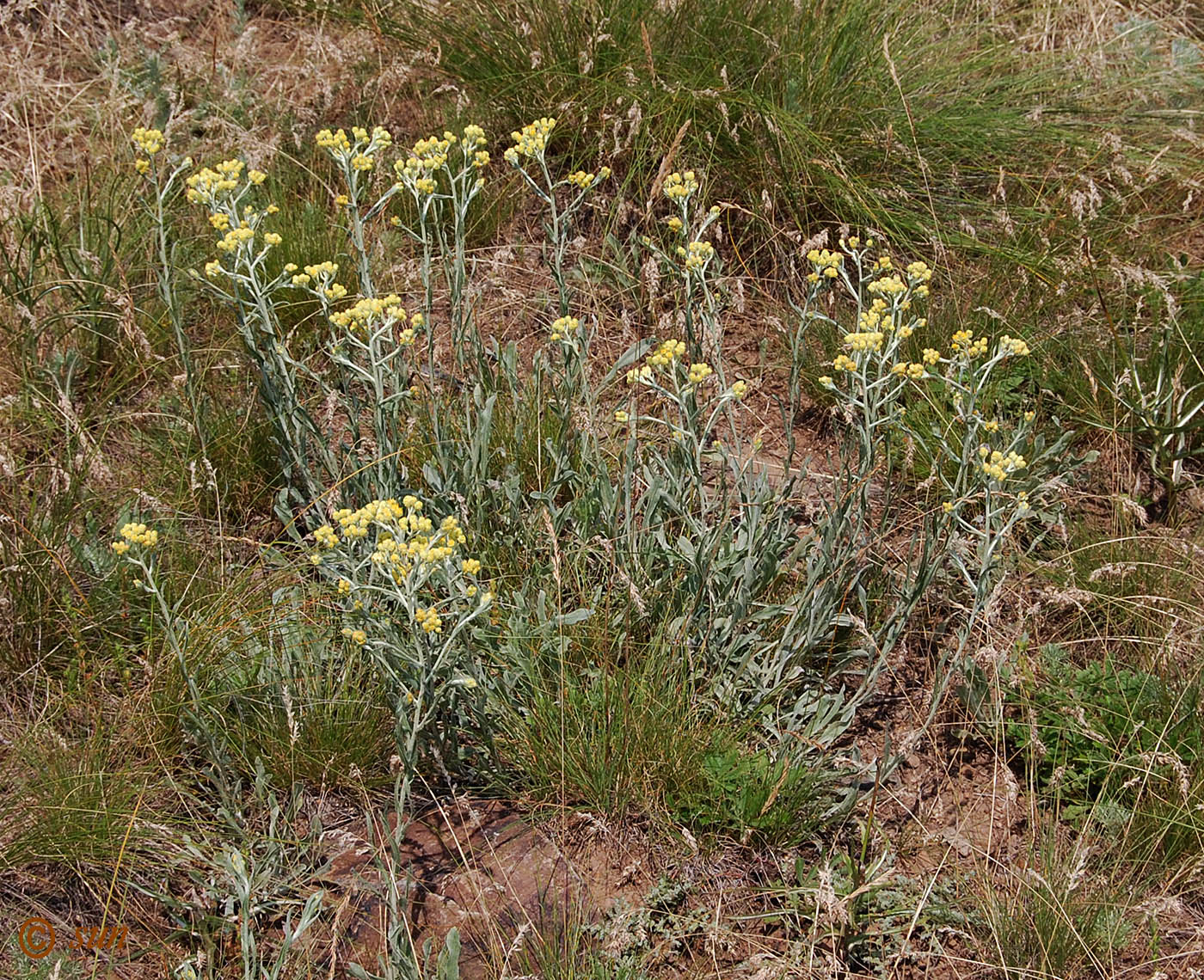 Изображение особи Helichrysum arenarium.