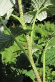 Rubus idaeus