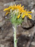 Erigeron cabulicus