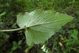 Campanula alliariifolia. Прикорневой лист (нижняя сторона). Республика Адыгея, Майкопский р-н, ок. 1 км севернее пос. Хамышки, южный склон горы Монах, выс. ок. 1000 м н.у.м., у обрыва. 21.08.2016.