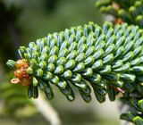 Abies pinsapo. Молодой побег. Крым, г. Феодосия, территория армянского монастыря Сурб Саркис, возле могилы И.К.Айвазовского. Июль 2016 г.