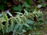 Urtica angustifolia. Верхушка плодоносящего растения. Приморье, окр. г. Находка, у обочины лесной дороги. 12.09.2016.