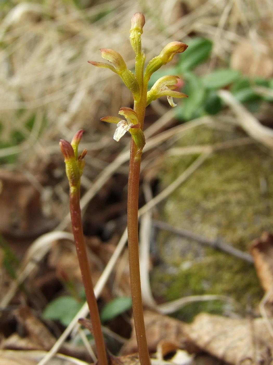 Изображение особи Corallorhiza trifida.