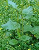 Rumex obtusifolius