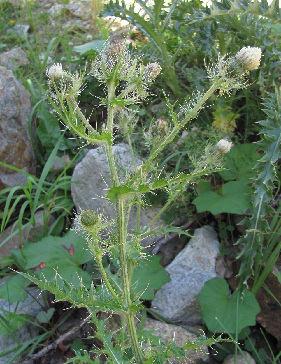 Изображение особи Cirsium echinus.