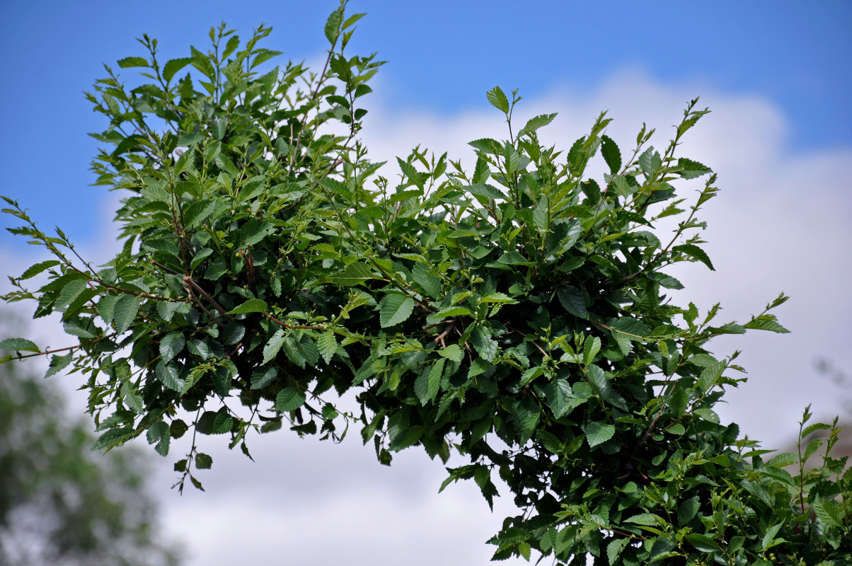 Изображение особи Ulmus pumila.