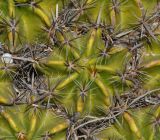 Ferocactus robustus