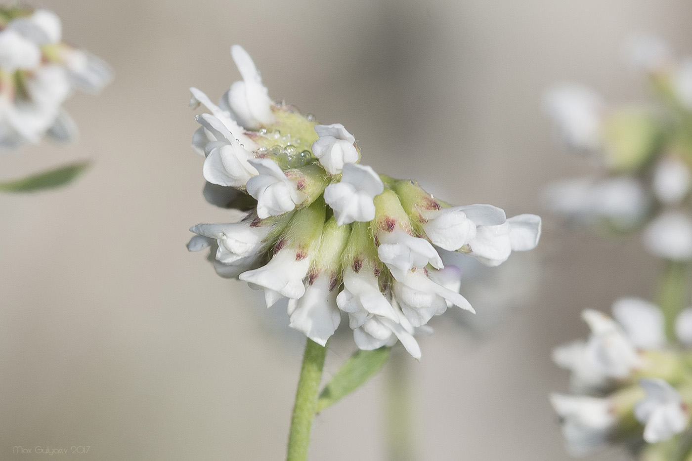 Изображение особи Dorycnium herbaceum.