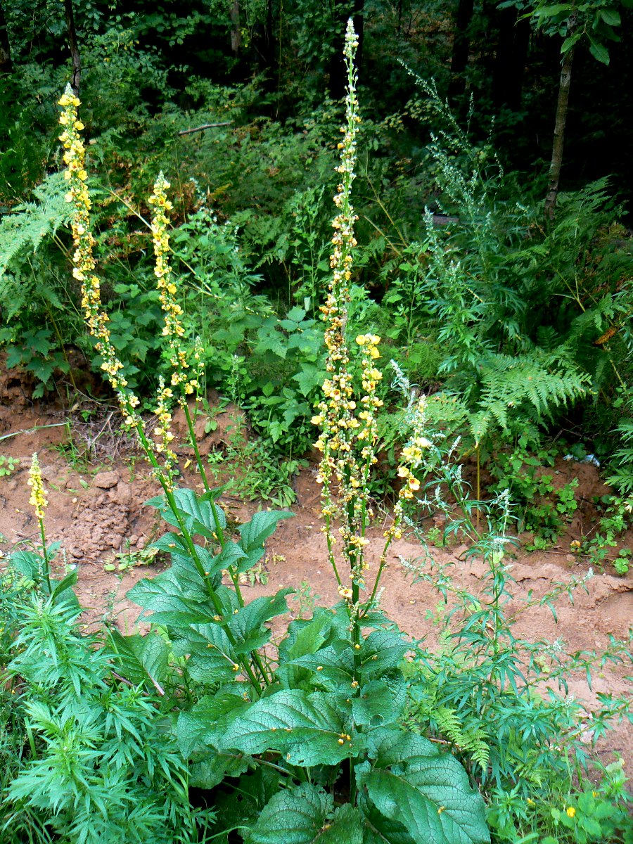 Изображение особи Verbascum nigrum.