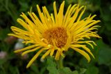 Inula grandiflora. Соцветие. Республика Адыгея, Майкопский р-н, Кавказский биосферный заповедник, плато Лаго-Наки, перевал Инструкторское Окно, выс. 2014 м н.у.м., субальпийский высокотравный луг. 28.07.2018.