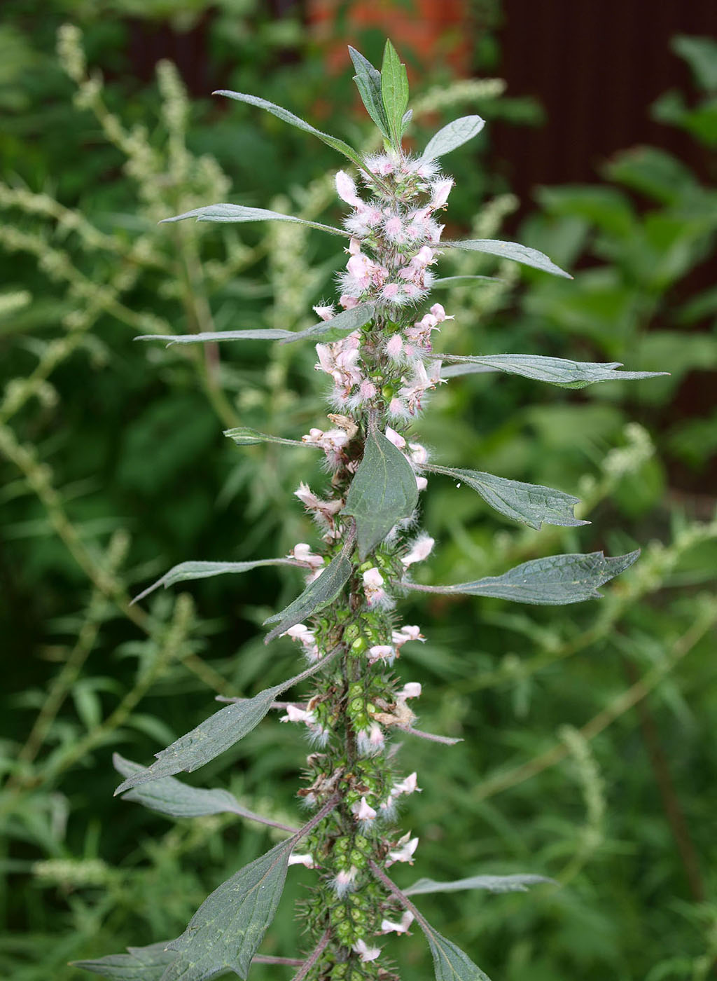 Изображение особи Leonurus quinquelobatus.