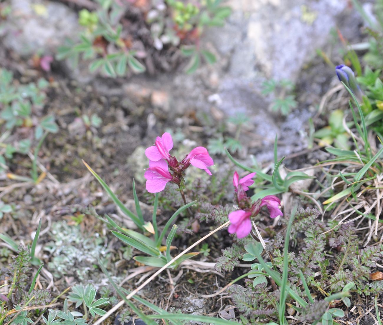 Изображение особи Pedicularis nordmanniana.