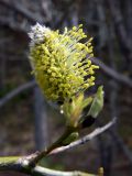 Salix caprea