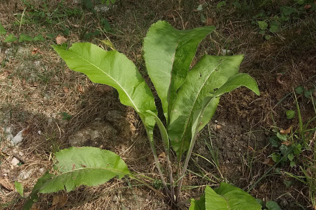 Изображение особи Inula helenium.