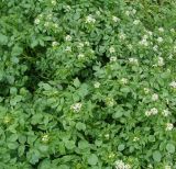 Nasturtium officinale