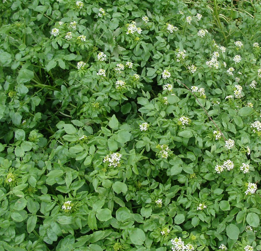 Изображение особи Nasturtium officinale.