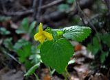 Viola uniflora