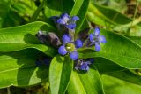 Gentiana cruciata. Верхушка побега с цветками и бутонами. Пермский край, Кунгурский р-н, левый берег р. Шаква в р-не моста на Рыжково, разнотравный луг. 27 июля 2019 г.