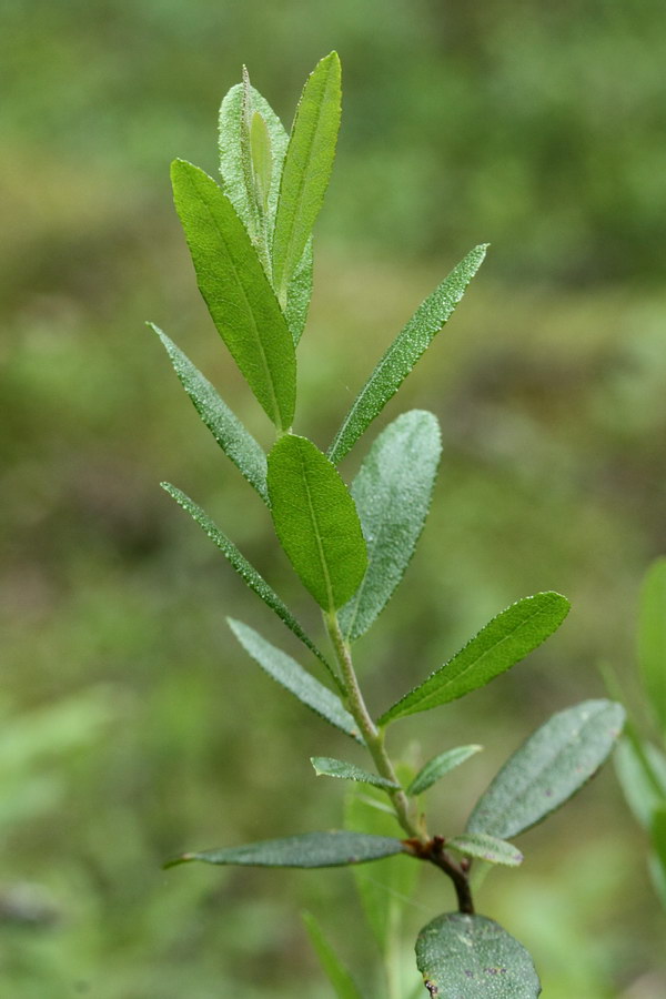 Изображение особи Chamaedaphne calyculata.