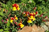 Antirrhinum majus. Цветущие растения. Карачаево-Черкесия, г. Теберда, в культуре. 27.08.2019.