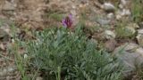 Astragalus schrenkianus