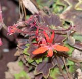 род Pelargonium