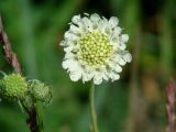 Scabiosa ochroleuca. Соцветие. Иркутская обл., Усть-Ордынский р-н, окр. пгт Усть-Орда, холмистая степь, склон холма. 06.07.2022.