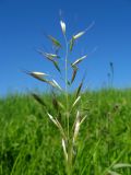 Helictotrichon pubescens. Соцветие. Томск, окр. ж.-д. ст. Томск-Северный, суходольный луг. 18.06.2010.