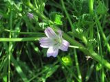 Malva neglecta. Цветок. Краснодарский край, Кавказский р-н, окр. ст-цы Темижбекская, степь. 28.05.2022.