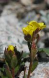 Saxifraga macrocalyx