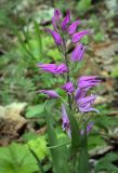 Cephalanthera rubra. Верхушка цветущего растения. Пермский край, Кунгурский р-н, правый берег р. Сылва, ур. Камень Ермак, берёзово-сосновый лес. 11.06.2023.