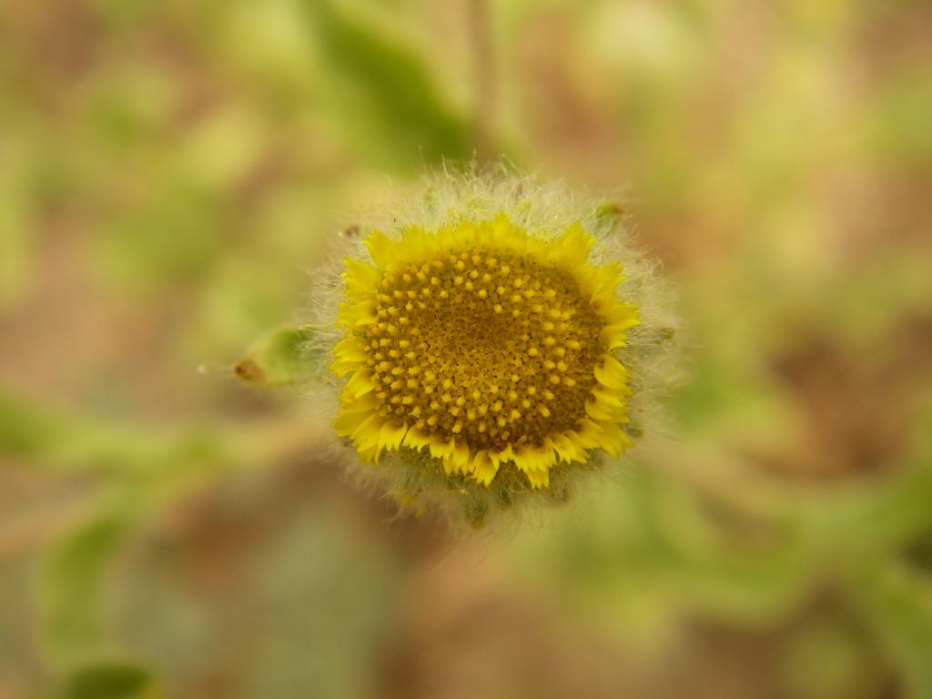 Изображение особи Pulicaria vulgaris.