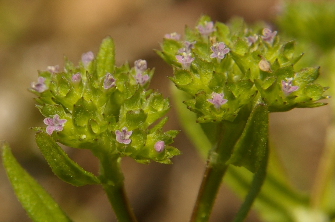 Изображение особи Valerianella muricata.