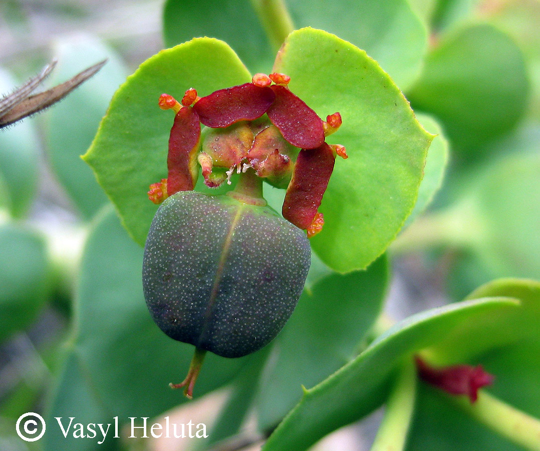 Изображение особи Euphorbia myrsinites.