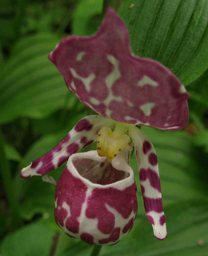 Изображение особи Cypripedium guttatum.