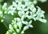 Galium pseudorivale