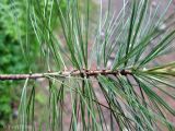 Pinus strobus