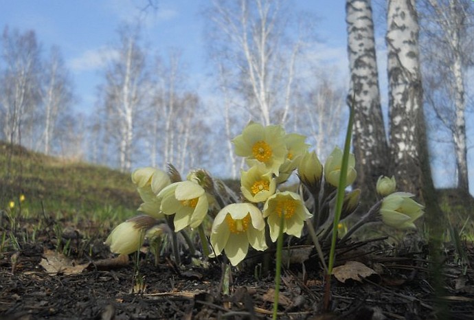 Изображение особи Pulsatilla orientali-sibirica.