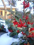 род Cotoneaster. Часть ветви с соплодиями. Южный берег Крыма, окр. г. Ялта, в культуре. 16 декабря 2012 г.