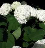 Hydrangea arborescens. Соцветия и листья. Франция, Приморские Альпы, г. Сен-Жан-Кап-Ферра, вилла Эфрусси-де-Ротшильд, французский сад. 20.06.2012.