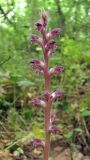 Orobanche pubescens