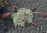 Ermania parryoides. Плодоносящее растение. Камчатский край, Ключевская группа вулканов, Толбачинский дол. 18.07.2013.